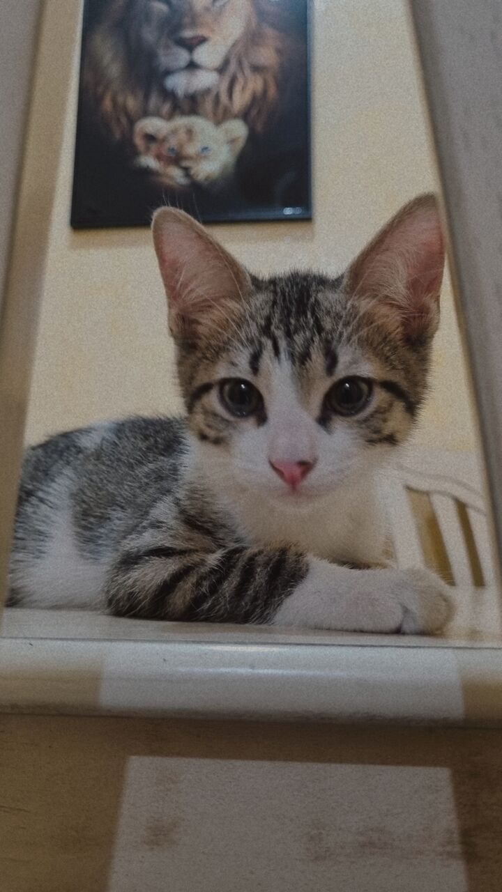 Riyadh, Pet Supplies, Free Kittens Adoption
