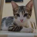 Free Kittens Adoption