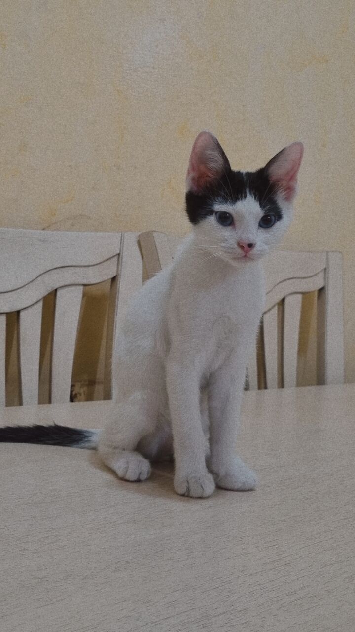 Riyadh, Pet Supplies, Free Kittens Adoption