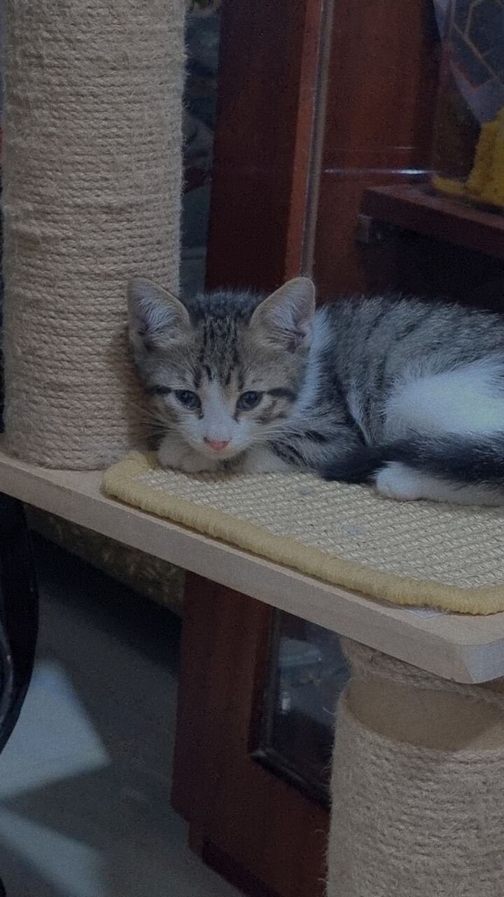 Riyadh, Pet Supplies, Free Kittens Adoption