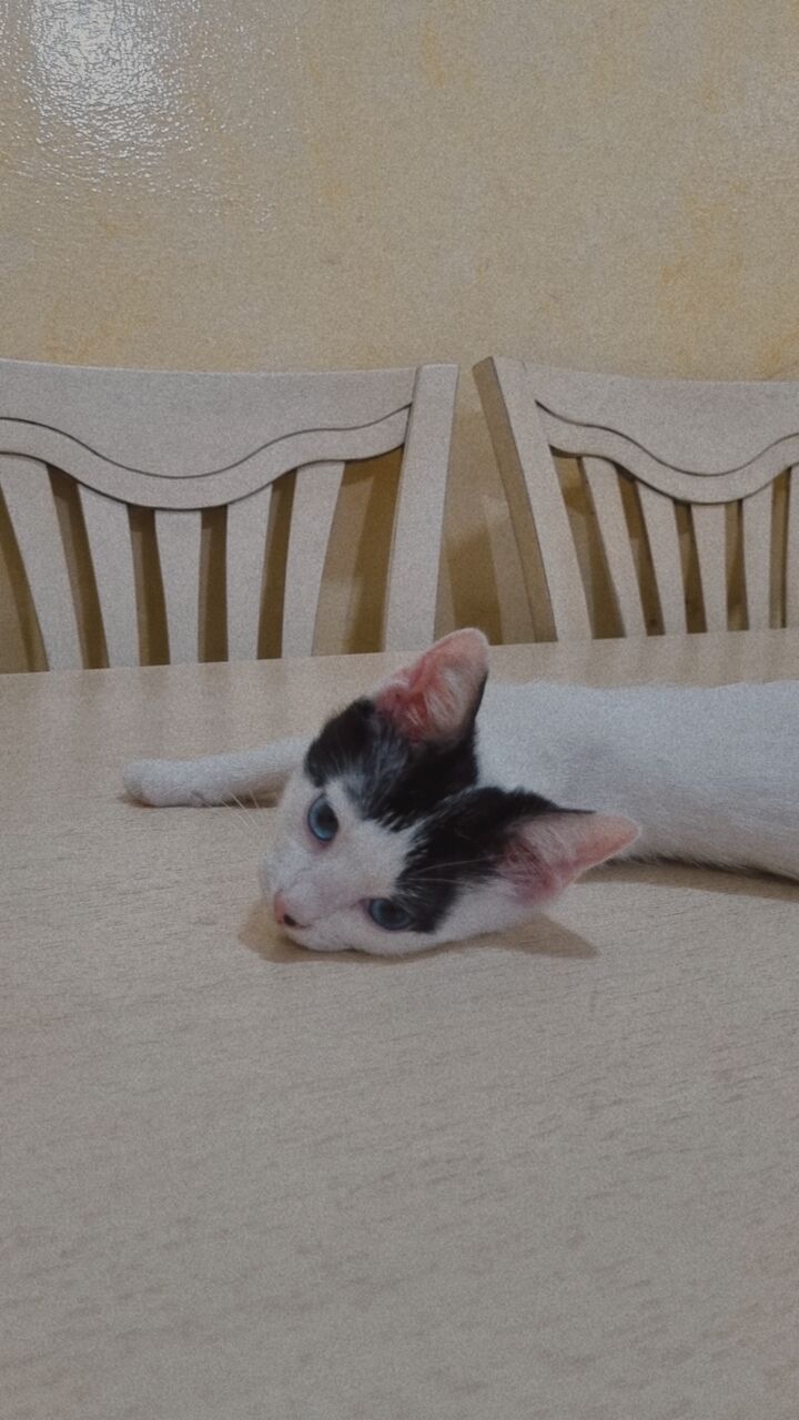 Riyadh, Pet Supplies, Free Kittens Adoption