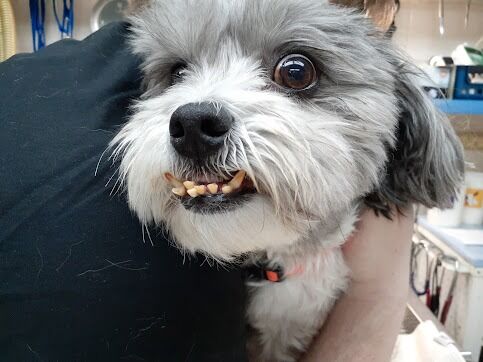 New York, Health, Mellina Animal Hospital