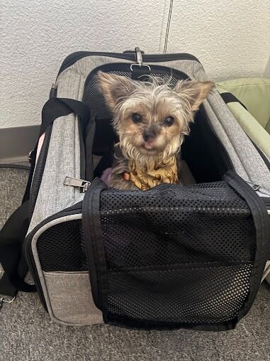 New York, Health, Mellina Animal Hospital