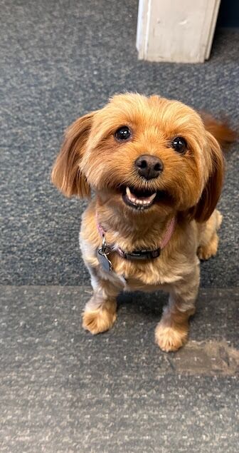 New York, Health, Mellina Animal Hospital