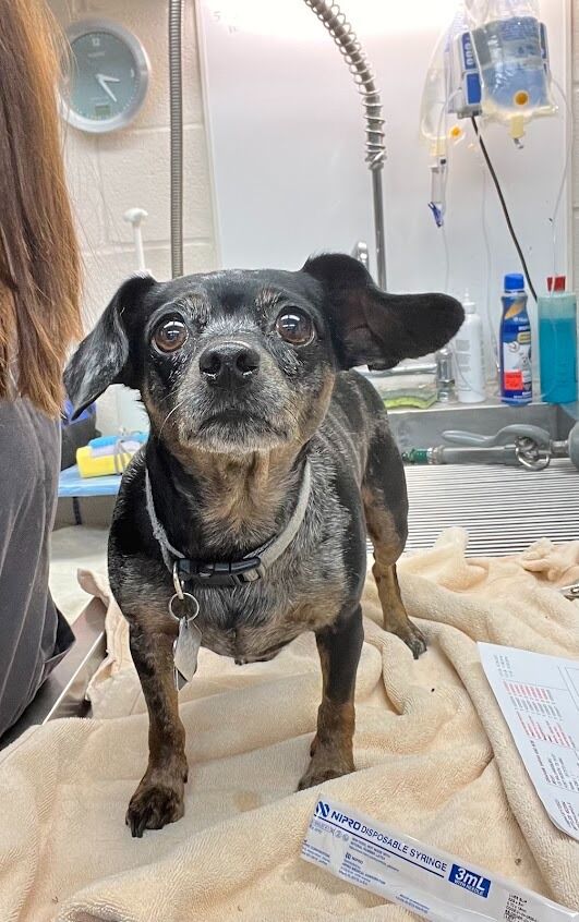 New York, Health, Mellina Animal Hospital