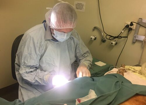 Sydney, Pet Sitting, Trusted Vet Surgeon In Keysborough For Pet Surgery
