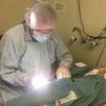 Trusted Vet Surgeon In Keysborough For Pet Surgery