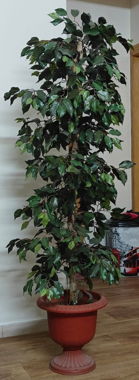 Al Malaz, Household Items, SAR 845,  Green Plant🌿, Kids Swing, Kitchen Table, Beautiful Side Sofa Table Etc