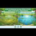 USD 40,  How To Remove Algae From A Pond: Safe & Natural Treatments &ndash; Biopro Solution