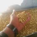 AUD 500,  **BEST GOLD BARS AND NUGGETS SALES +256761842804** Is Your Number One Gold Sellers IN CAN