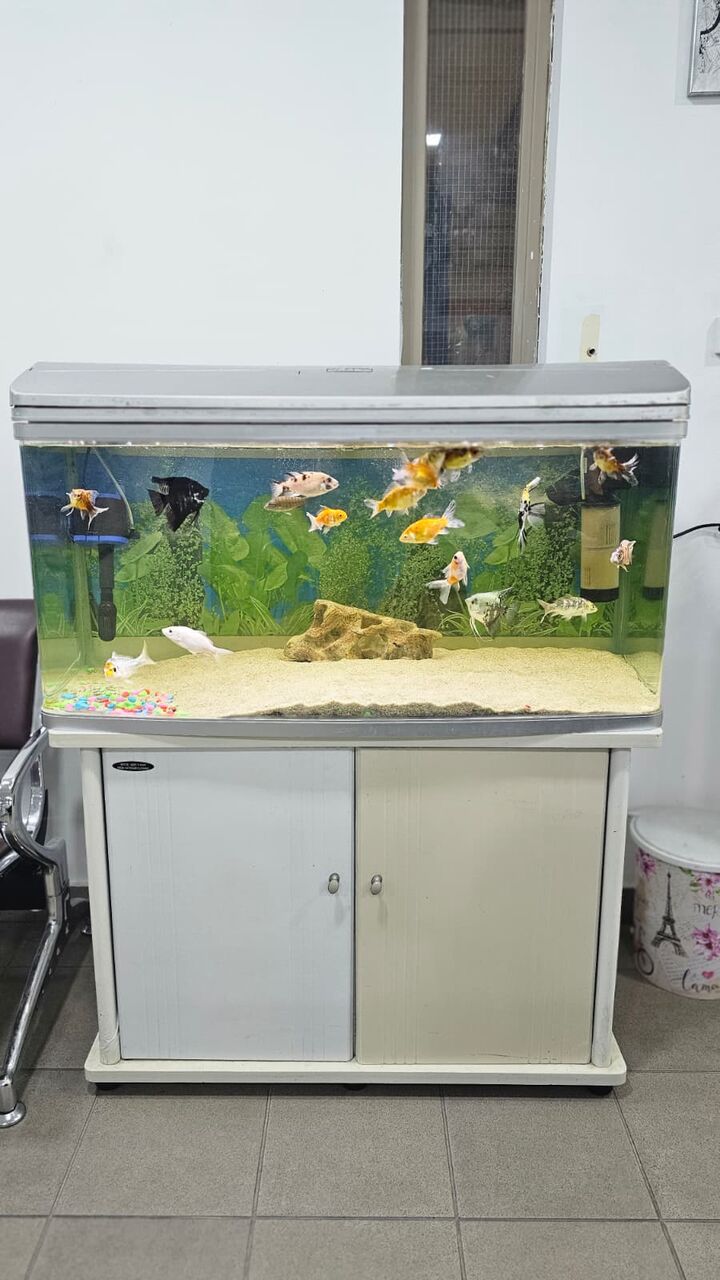 Manama, Pet Supplies, BHD 40,  Big Aquarium For Sale