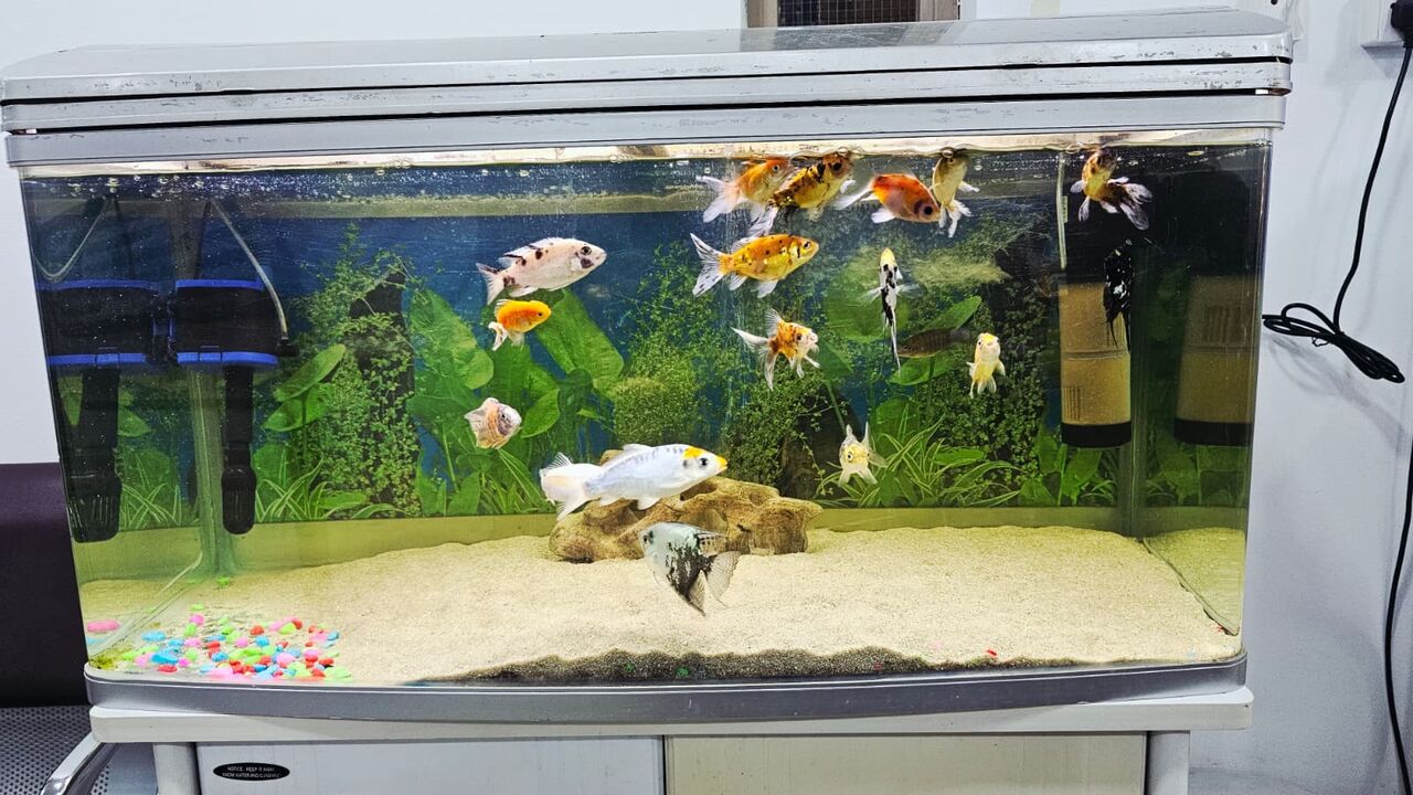 Manama, Pet Supplies, BHD 40,  Big Aquarium For Sale