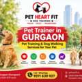 Pet Trainer Gurgaon | Professional Training For Better Behavior
