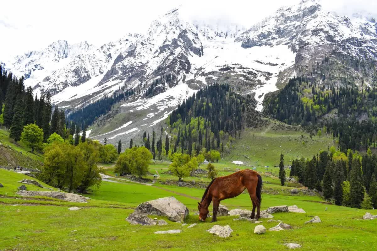 Mumbai, Travel, Srinagar Delights Tour  4 Nights PACKAGE CATEGORY : Family, Group DESTINATIONS COVERED : 4