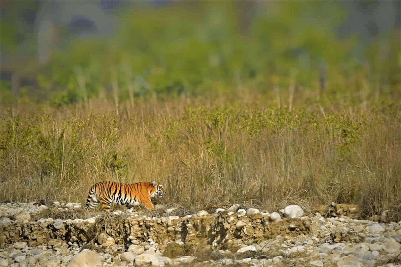 Mumbai, Travel, Pangot Birding Tours | Birding Northern India