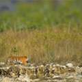 Pangot Birding Tours | Birding Northern India