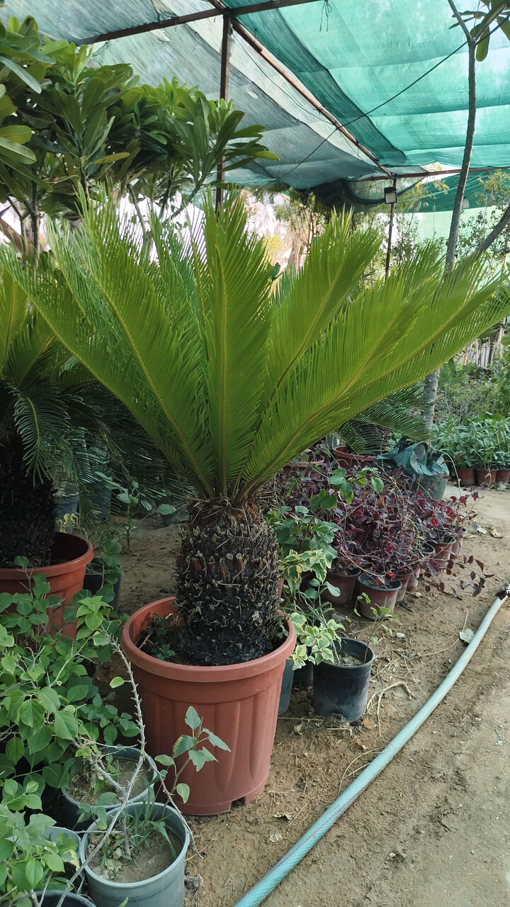 Riyadh, Farm/Garden, Gradening