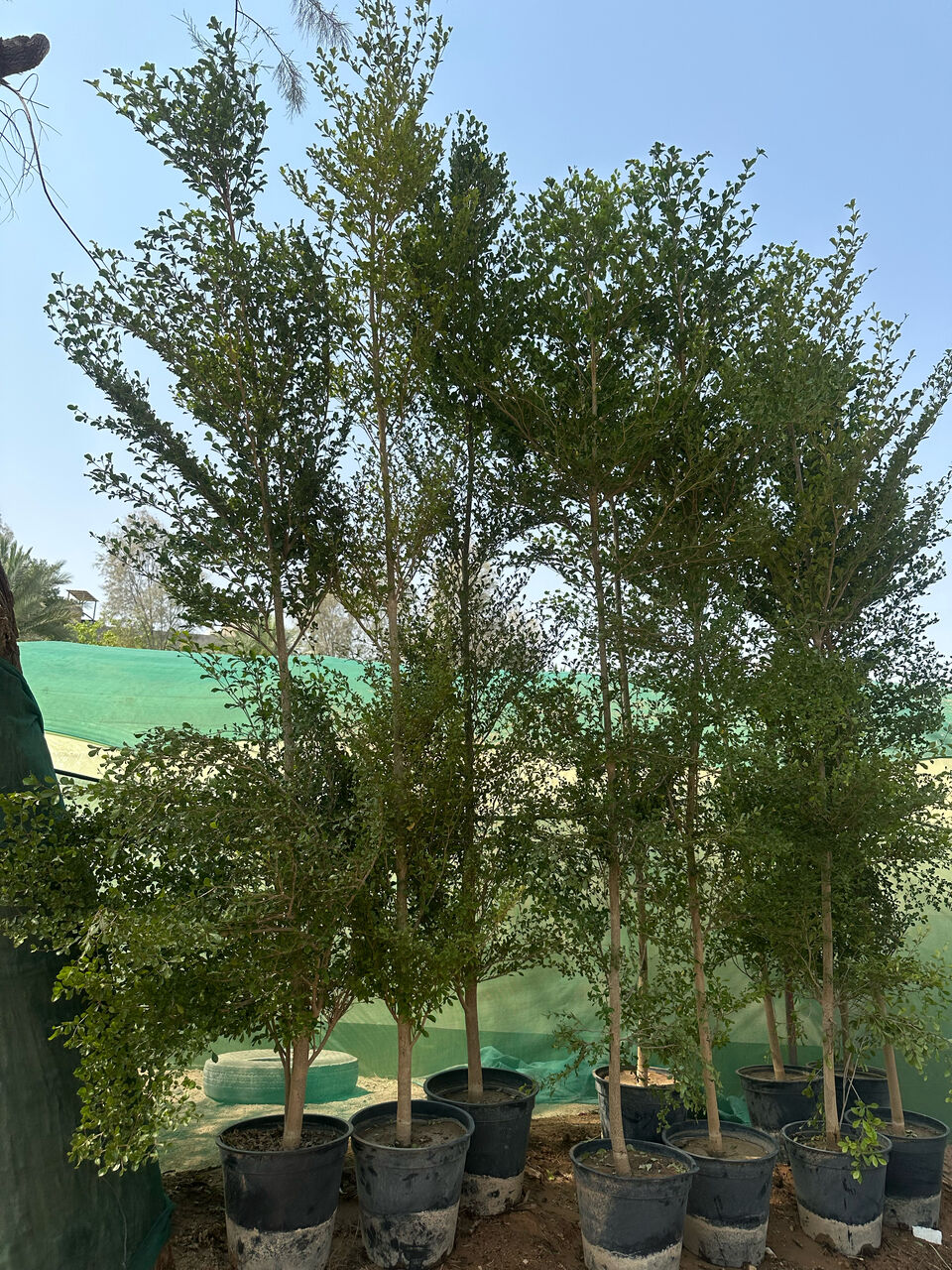 Riyadh, Farm/Garden, Gradening