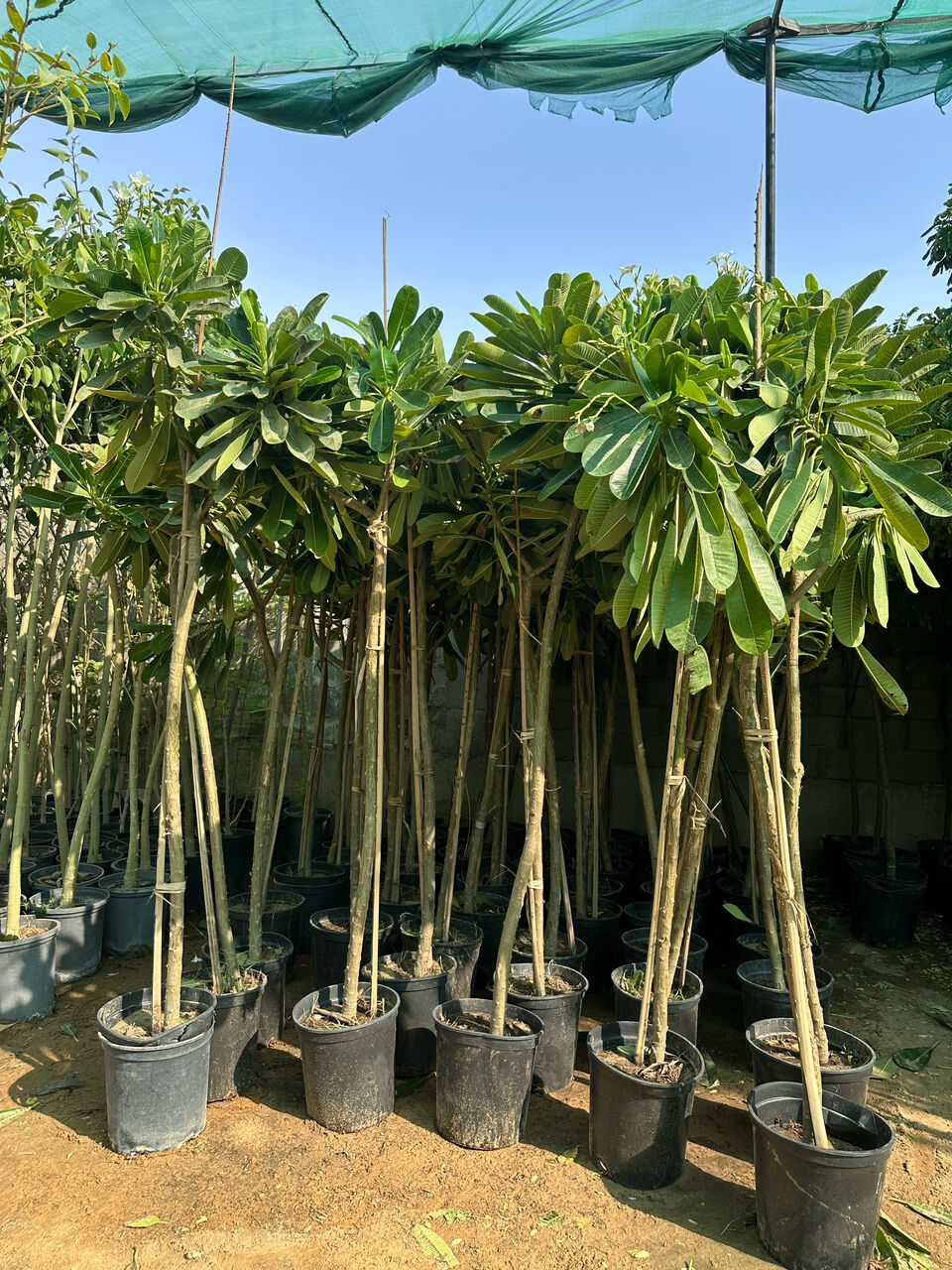 Riyadh, Farm/Garden, Gradening