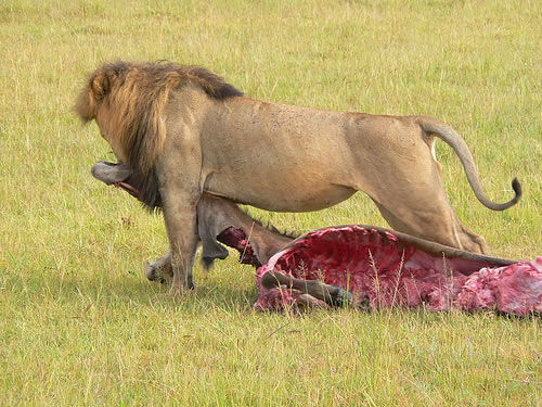 Nairobi, Travel, Masai Mara Cultural Safari In Kenya