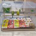 SAR 300,  Birds Cage Free With 3 Birds