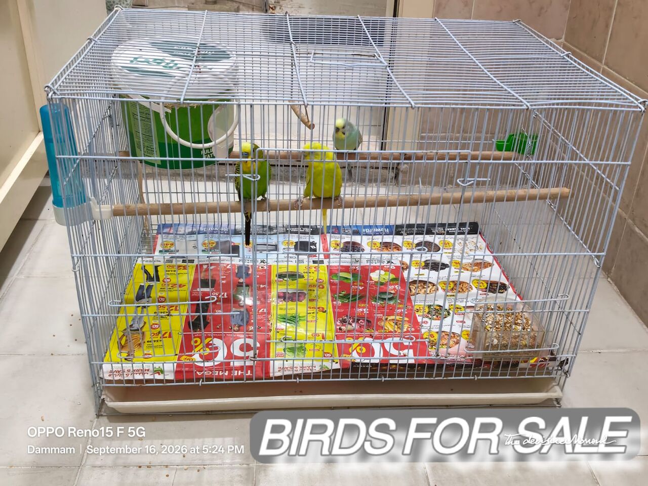 Dammam, Free Items, SAR 300,  Birds Cage Free With 3 Birds