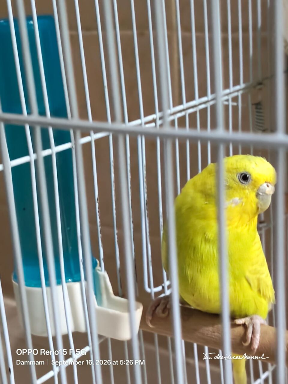 Dammam, Free Items, SAR 300,  Birds Cage Free With 3 Birds