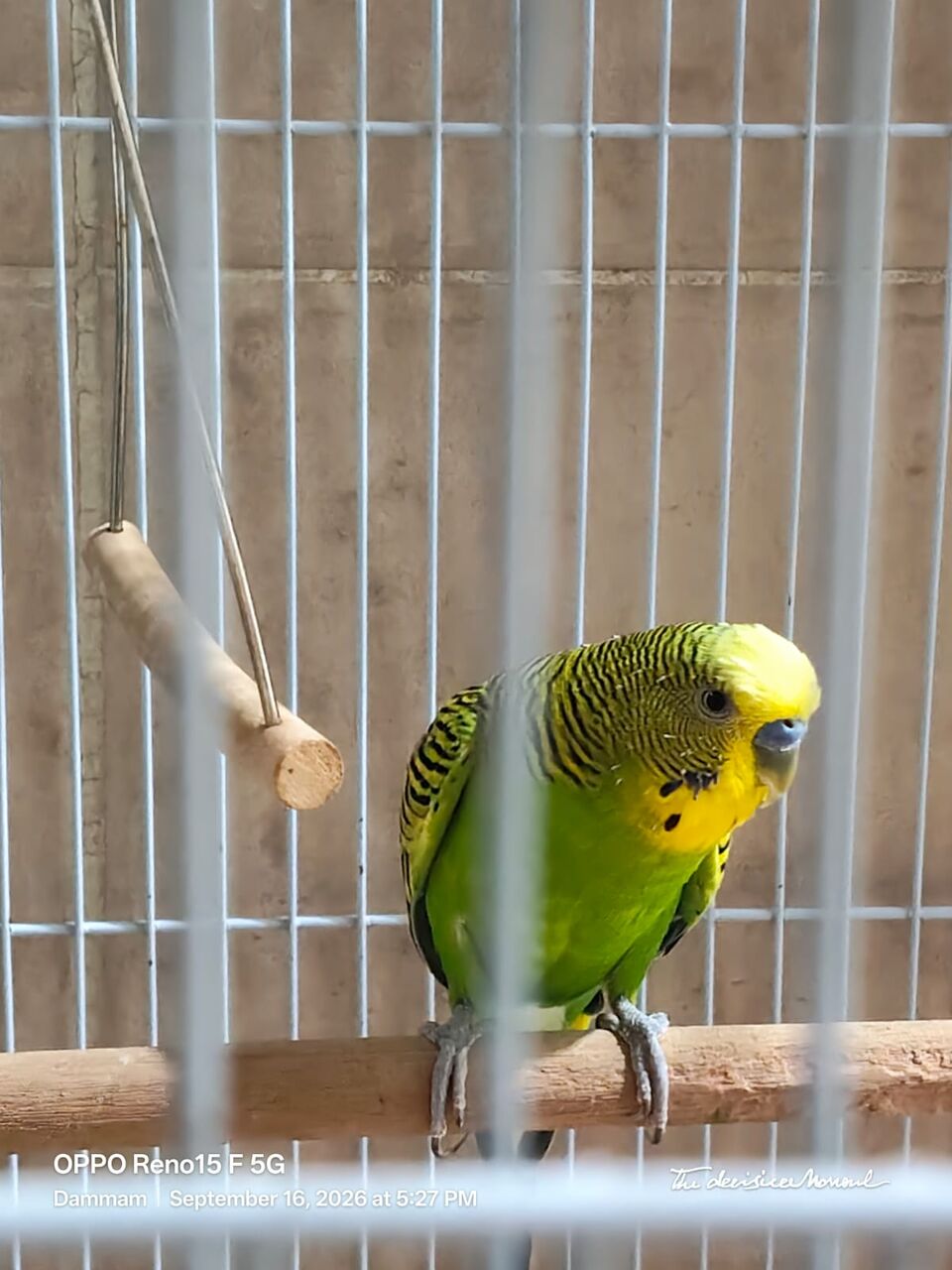 Dammam, Free Items, SAR 300,  Birds Cage Free With 3 Birds