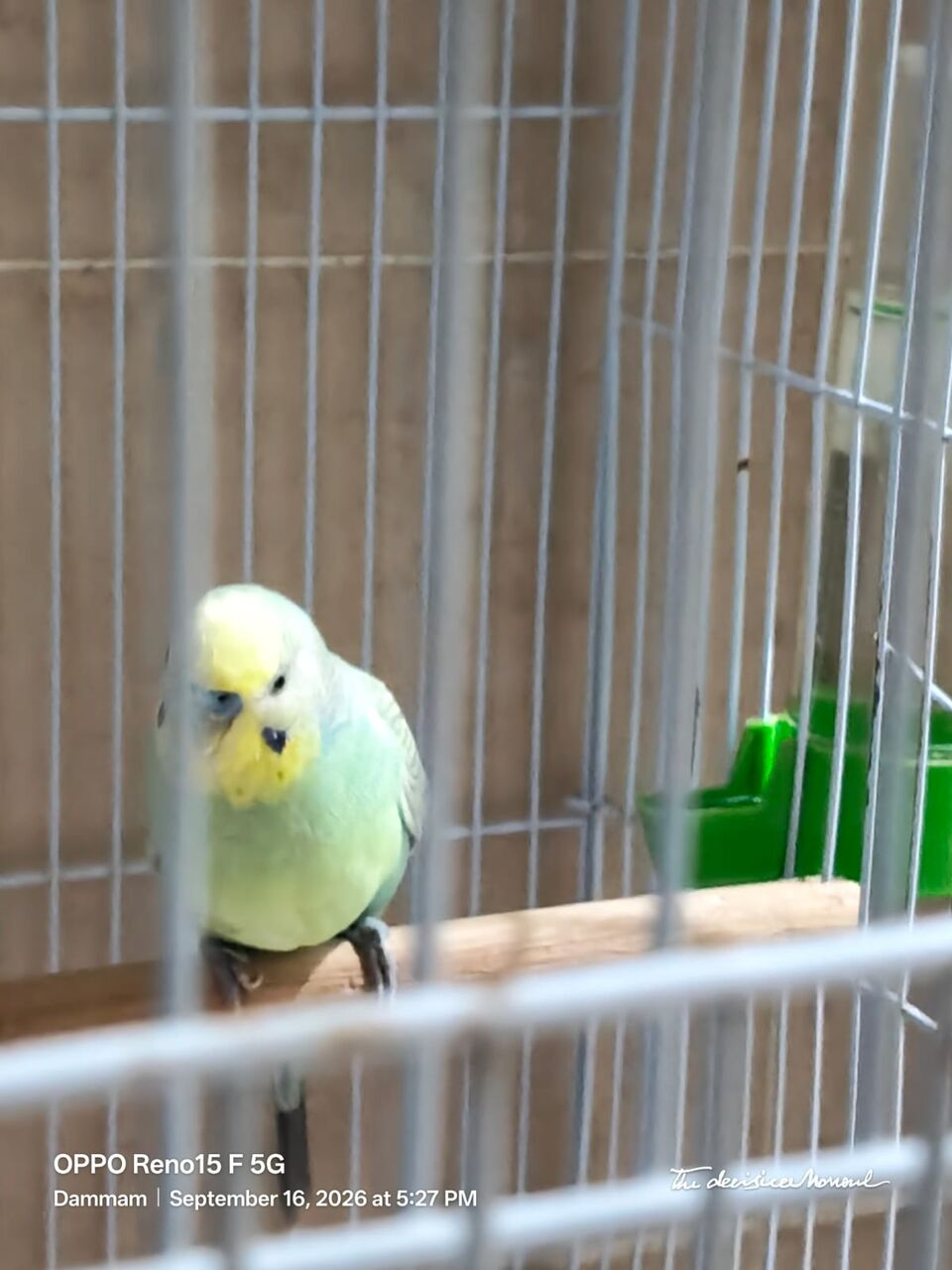 Dammam, Free Items, SAR 300,  Birds Cage Free With 3 Birds