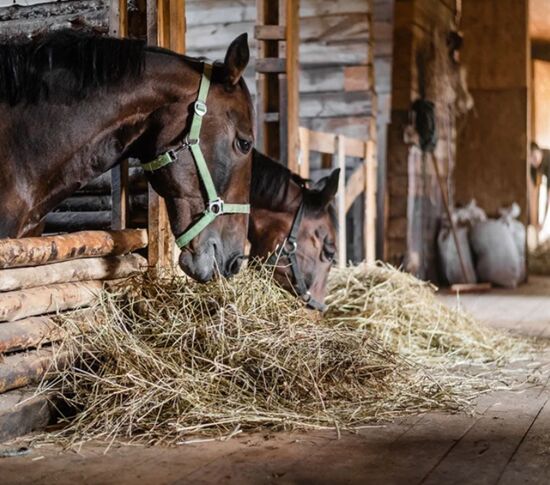 Sydney, Pet Sitting, Find Horse Vet Supplies For Everyday Horse Care In Australia