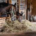 Find Horse Vet Supplies For Everyday Horse Care In Australia