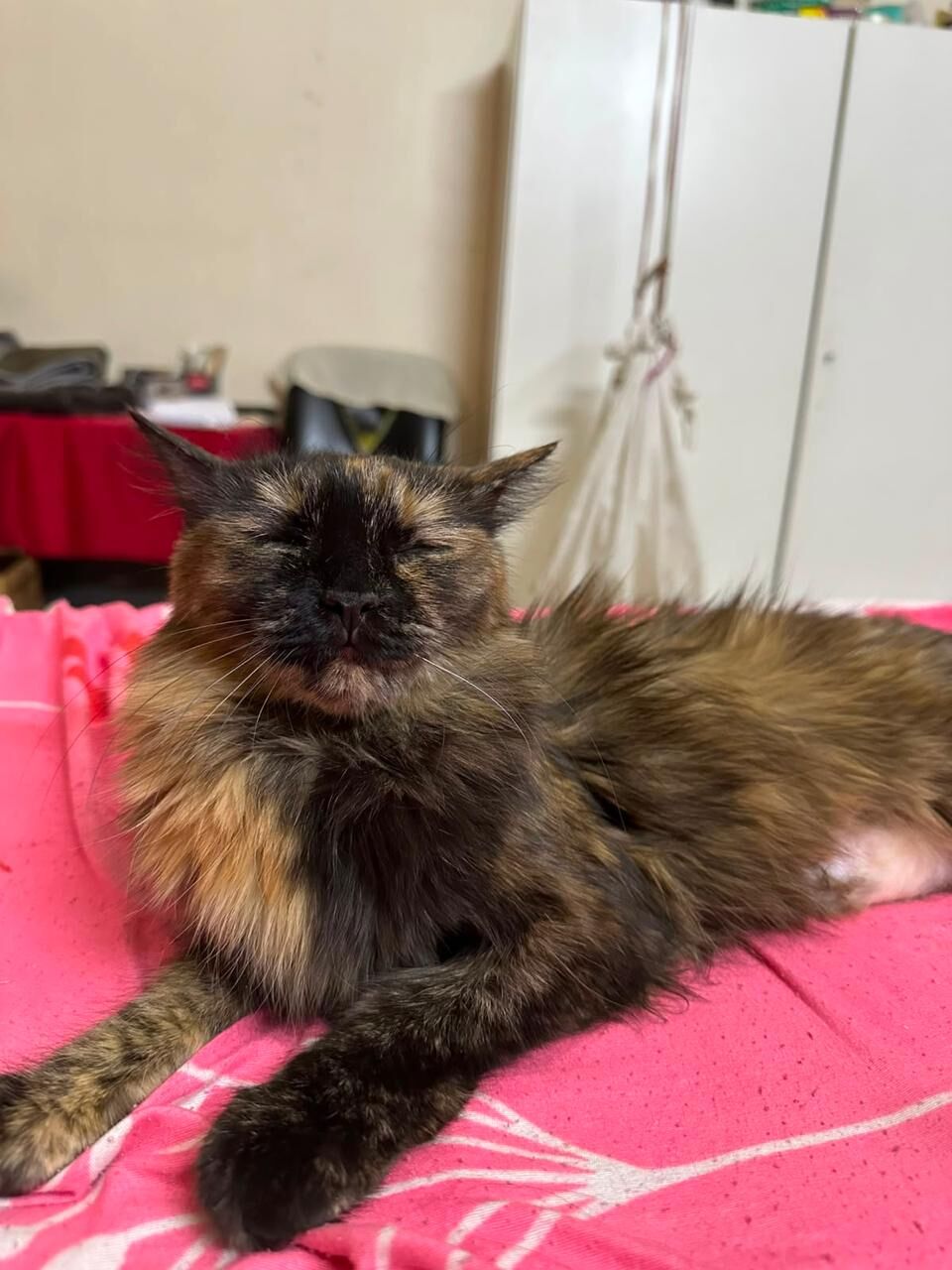 Al Shemaysi, Pet Adoption, 5 Adorable Cats For Adoption, Completely Free