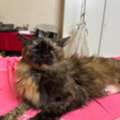 5 Adorable Cats For Adoption, Completely Free