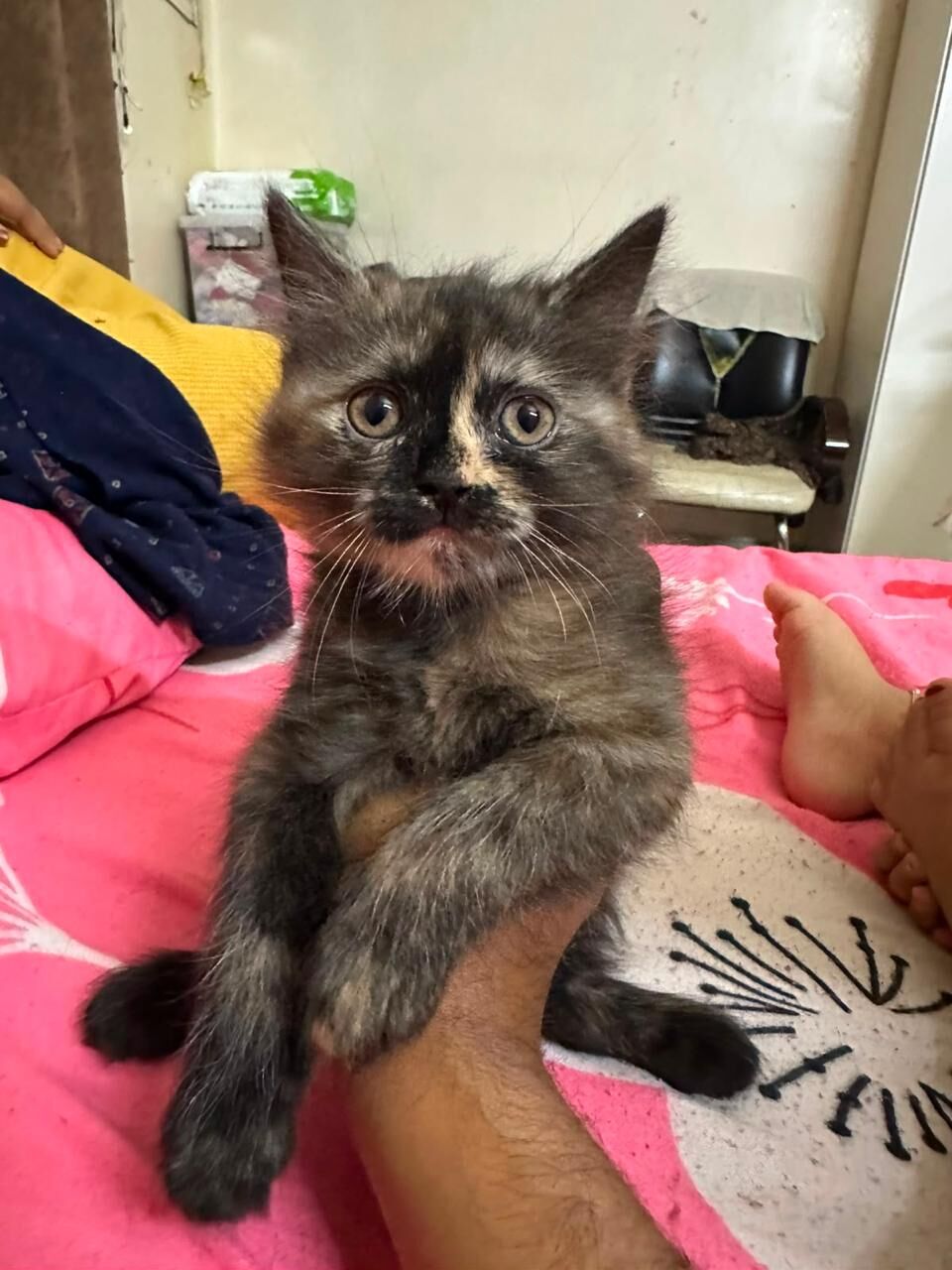 Al Shemaysi, Pet Adoption, 5 Adorable Cats For Adoption, Completely Free