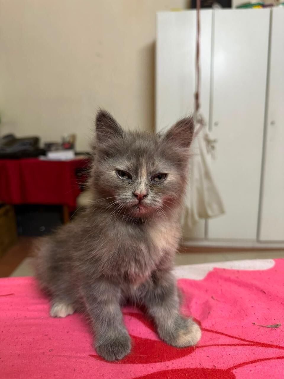 Al Shemaysi, Pet Adoption, 5 Adorable Cats For Adoption, Completely Free