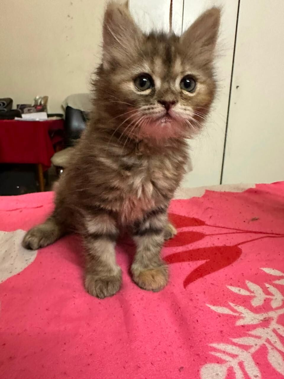 Al Shemaysi, Pet Adoption, 5 Adorable Cats For Adoption, Completely Free