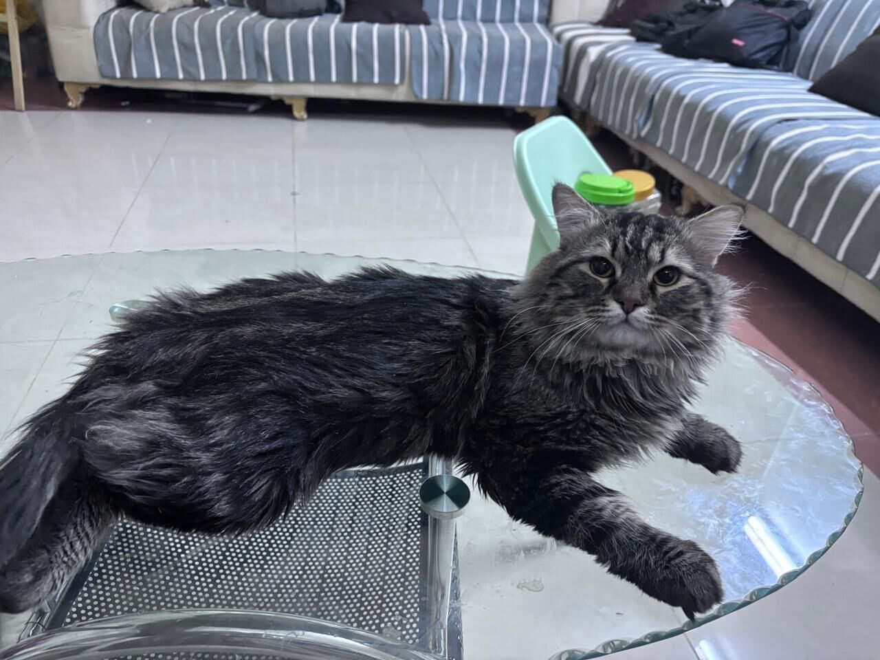 Al Shemaysi, Pet Adoption, 5 Adorable Cats For Adoption, Completely Free