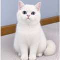 BRITISH SHORTHAIR GOLDEN POINT AND GOLD
