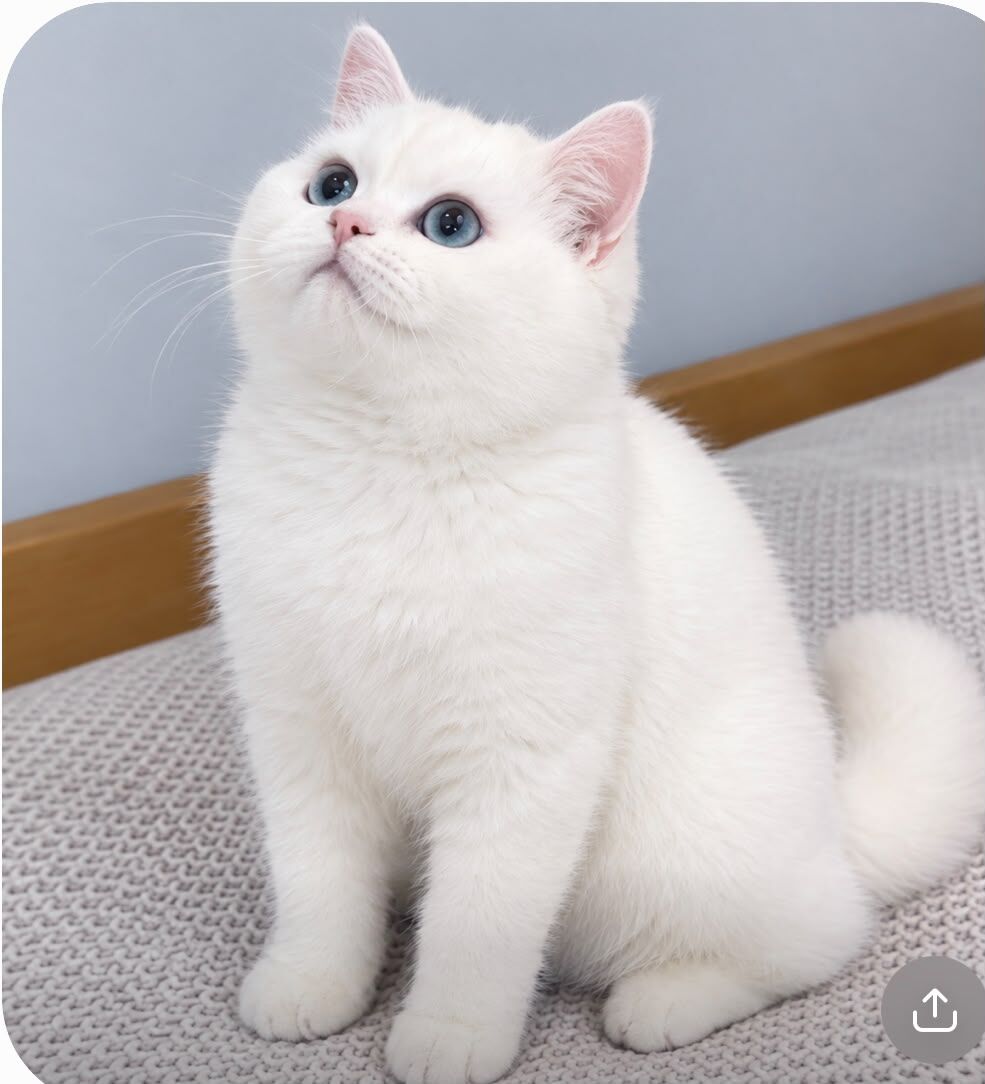 Riyadh, Pet Adoption, BRITISH SHORTHAIR GOLDEN POINT AND GOLD