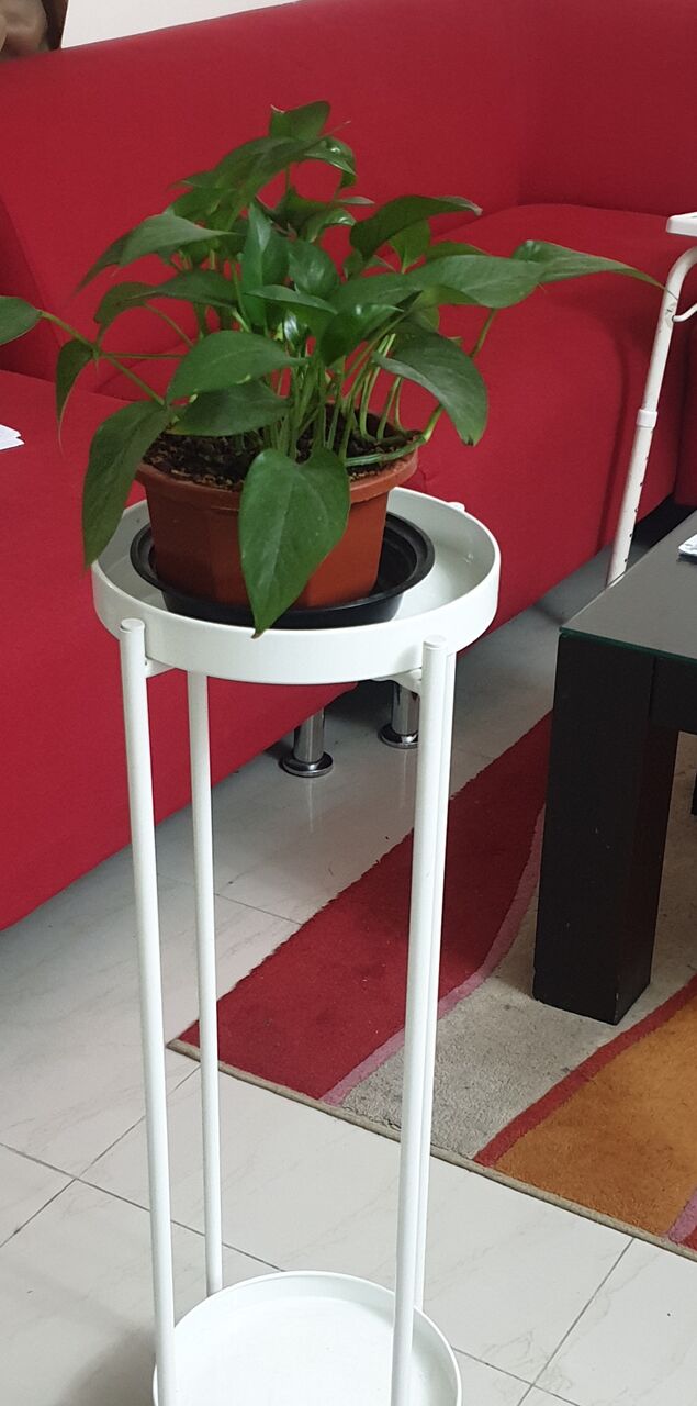 Burhama, Farm & Garden, BHD 6,  Money Plant With Stand