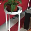 BHD 6, Money Plant With Stand