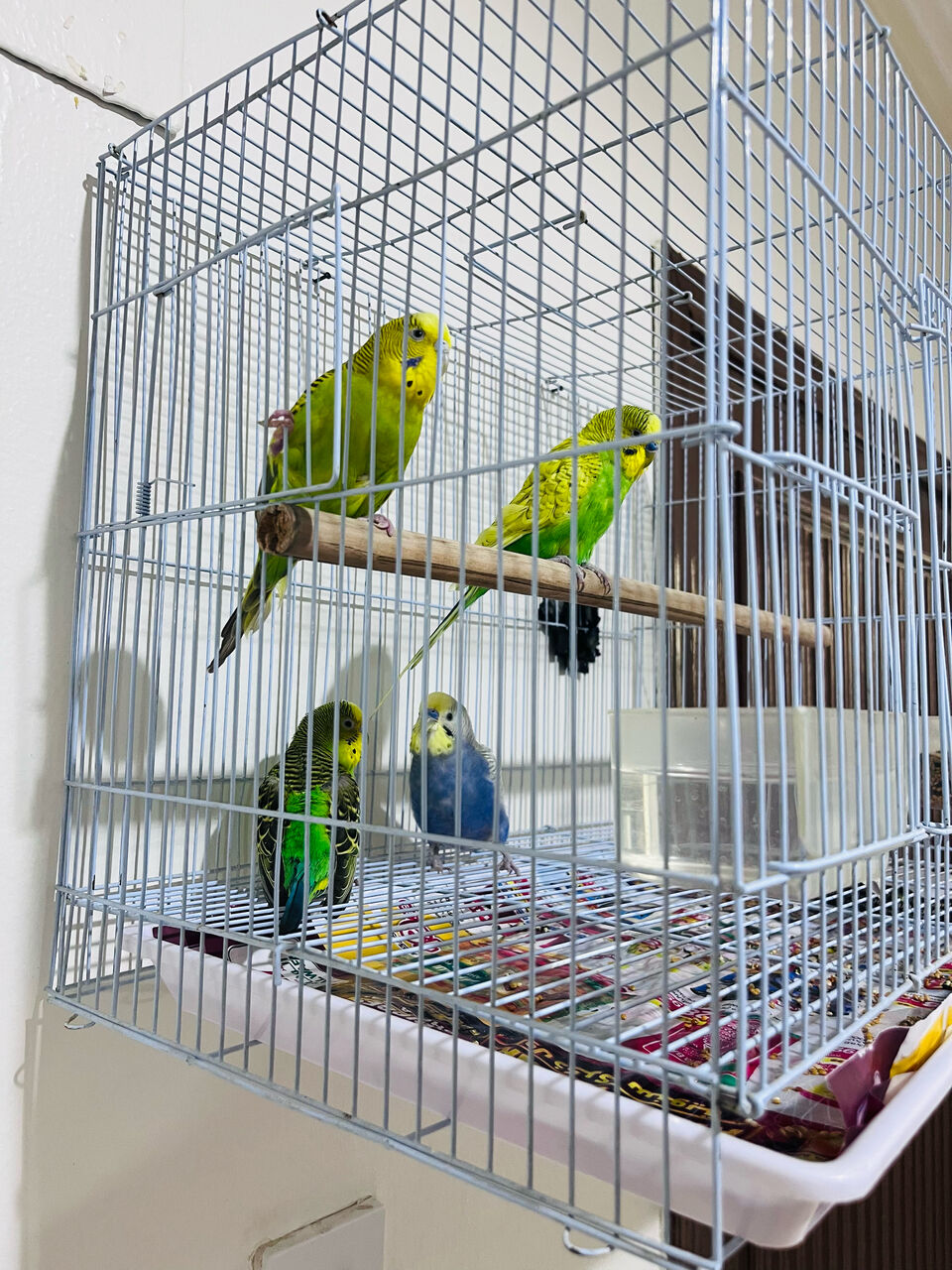 Olaya, Pet Supplies, SAR 150,  2 Beautiful Budgie Pairs For Sale