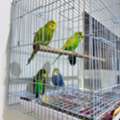 SAR 150,  2 Beautiful Budgie Pairs For Sale