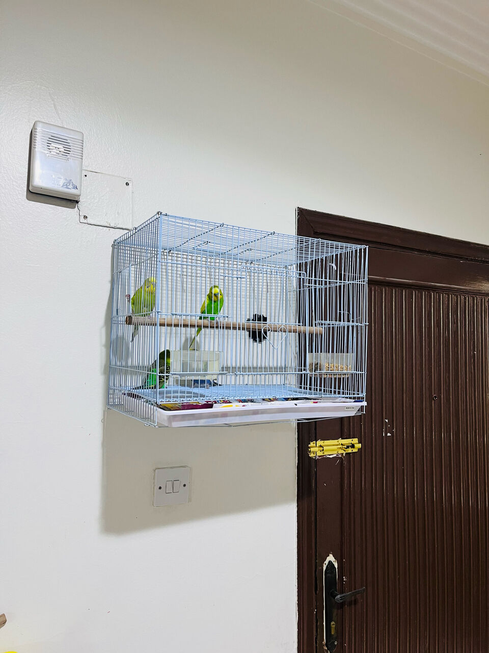 Olaya, Pet Supplies, SAR 150,  2 Beautiful Budgie Pairs For Sale