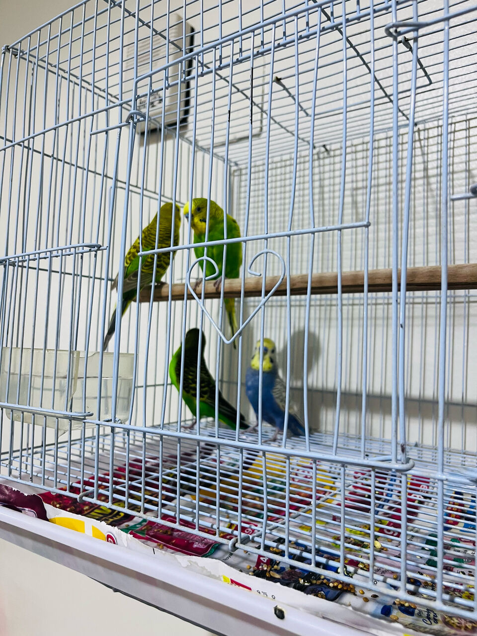 Olaya, Pet Supplies, SAR 150,  2 Beautiful Budgie Pairs For Sale