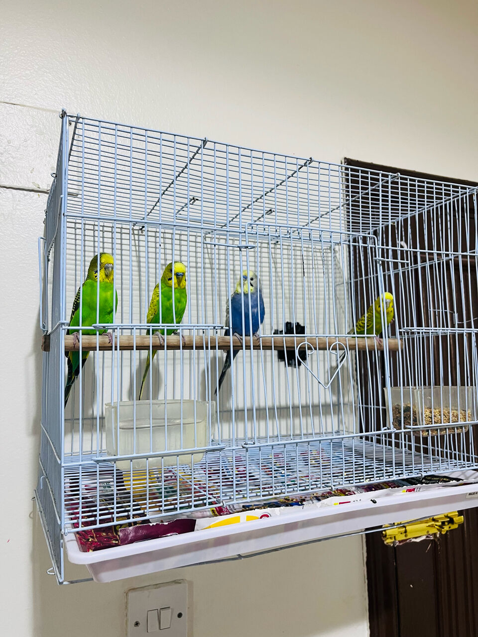 Olaya, Pet Supplies, SAR 150,  2 Beautiful Budgie Pairs For Sale