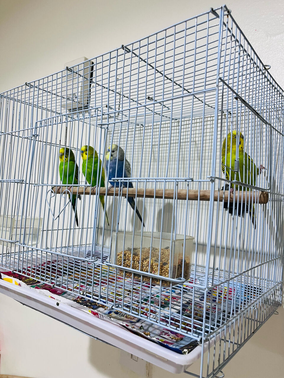 Olaya, Pet Supplies, SAR 150,  2 Beautiful Budgie Pairs For Sale