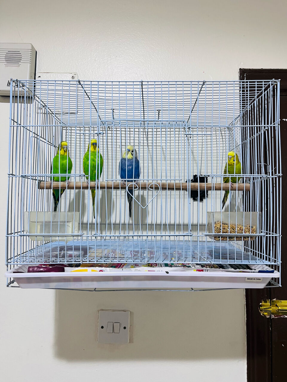 Olaya, Pet Supplies, SAR 150,  2 Beautiful Budgie Pairs For Sale