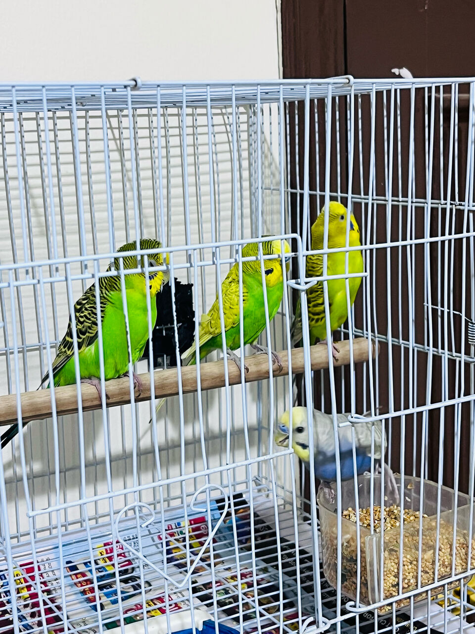 Olaya, Pet Supplies, SAR 150,  2 Beautiful Budgie Pairs For Sale