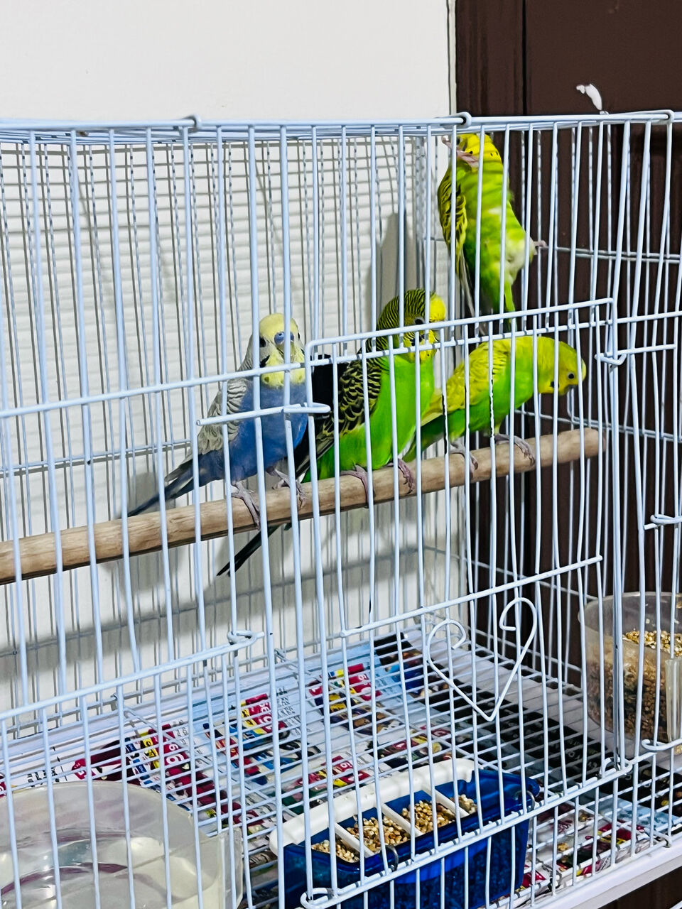 Olaya, Pet Supplies, SAR 150,  2 Beautiful Budgie Pairs For Sale